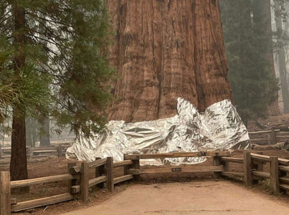 General Sherman Tree wrapped in protective silver foil