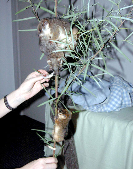 Raising Orphaned and Injured Possums. First Climb