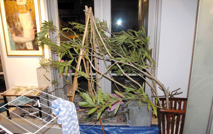 Possum's Room with tree branches